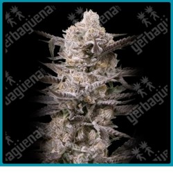 Watermelon og de Advanced seeds