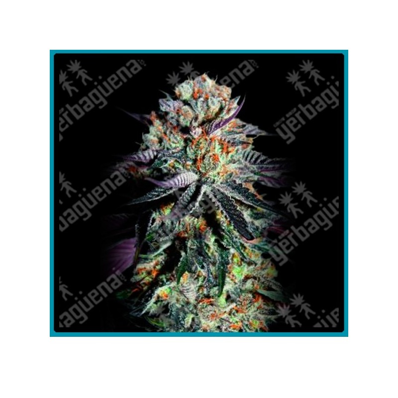 Zerealz milk de Advanced seeds