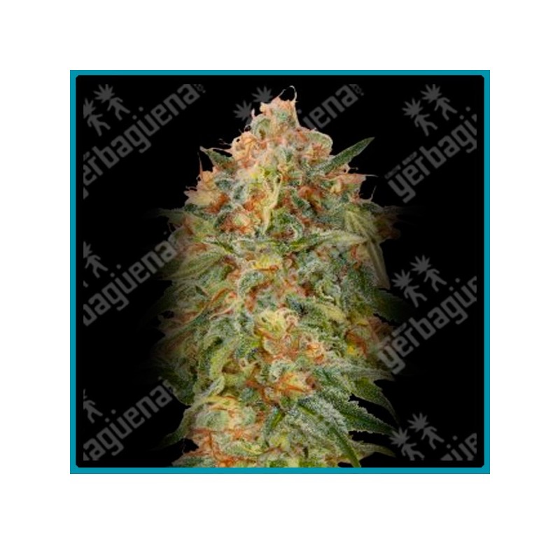 Zkittlez de Advanced seeds