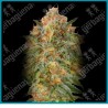 Zkittlez de Advanced seeds