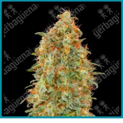 Zkittlez fast version de Advanced seeds