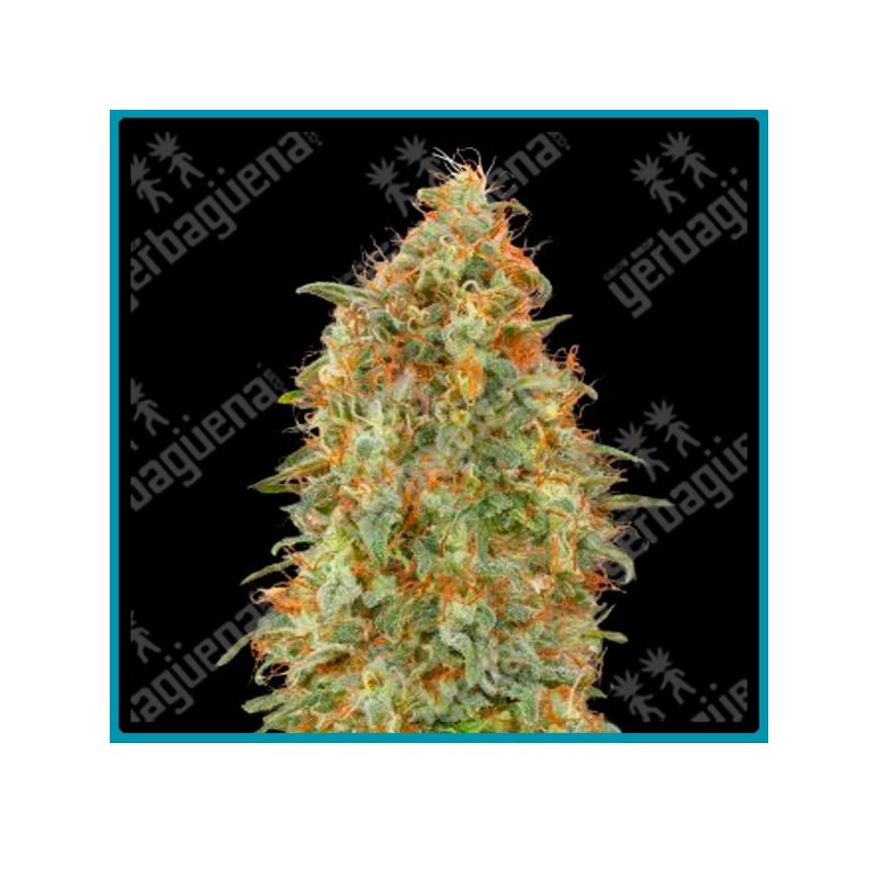 Zkittlez fast version de Advanced seeds