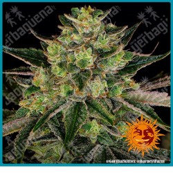 Gorilla Zkittlez Strain de Barneys Farm seeds (Gorilla Glue x Original Z Strain)