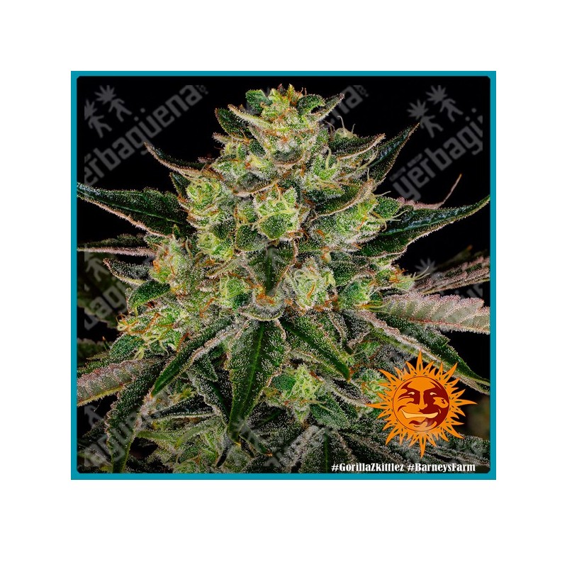 Gorilla Zkittlez Strain de Barneys Farm seeds (Gorilla Glue x Original Z Strain)