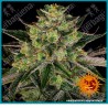 Gorilla Zkittlez Strain de Barneys Farm seeds (Gorilla Glue x Original Z Strain)