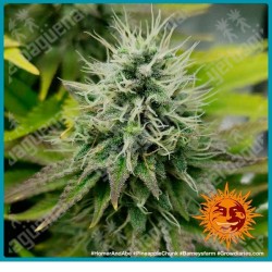 Pineapple chunk strain (Pineapple x Skunk #1 x Cheese) de Barney's farm seeds