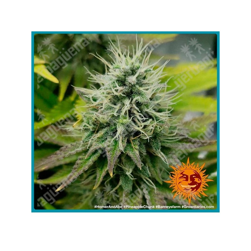 Pineapple chunk strain (Pineapple x Skunk #1 x Cheese) de Barney's farm seeds