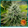 Pineapple chunk strain (Pineapple x Skunk #1 x Cheese) de Barney's farm seeds