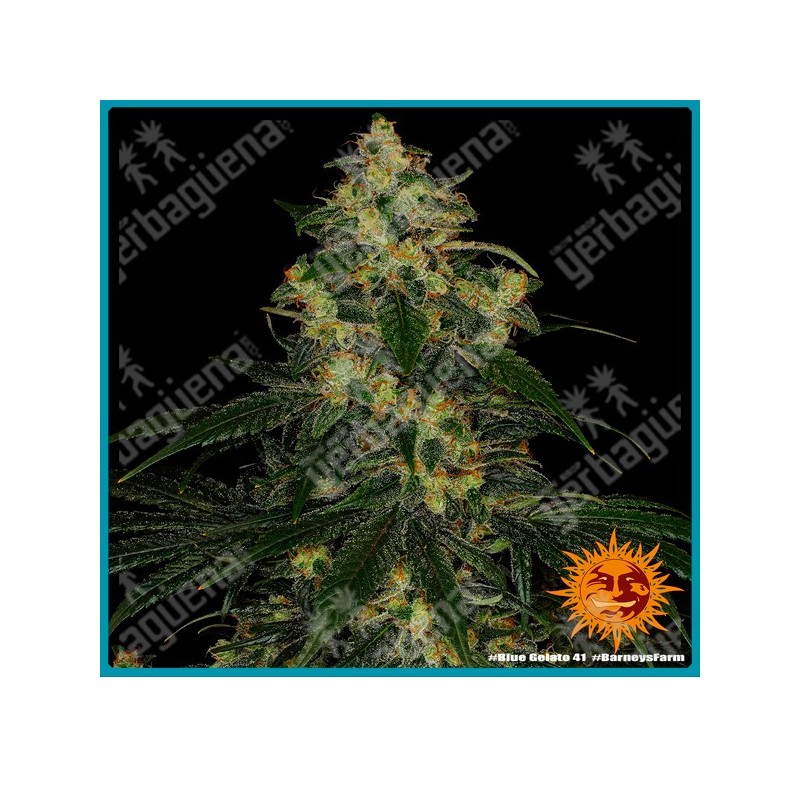 Blue gelato 41 strain (Blueberry x Thin Mint Girl Scout Cookies x Sunset Sherbert) de Barney's farm seeds