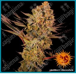 Dos si dos 33 (Dos Si Dos x Gelato #33) de Barney farm seeds