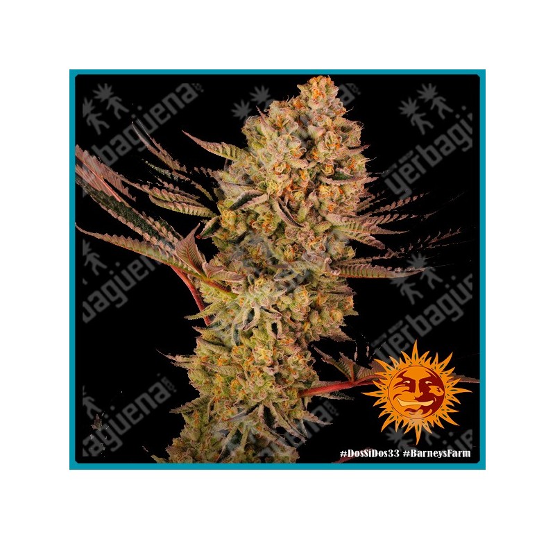 Dos si dos 33 (Dos Si Dos x Gelato #33) de Barney farm seeds