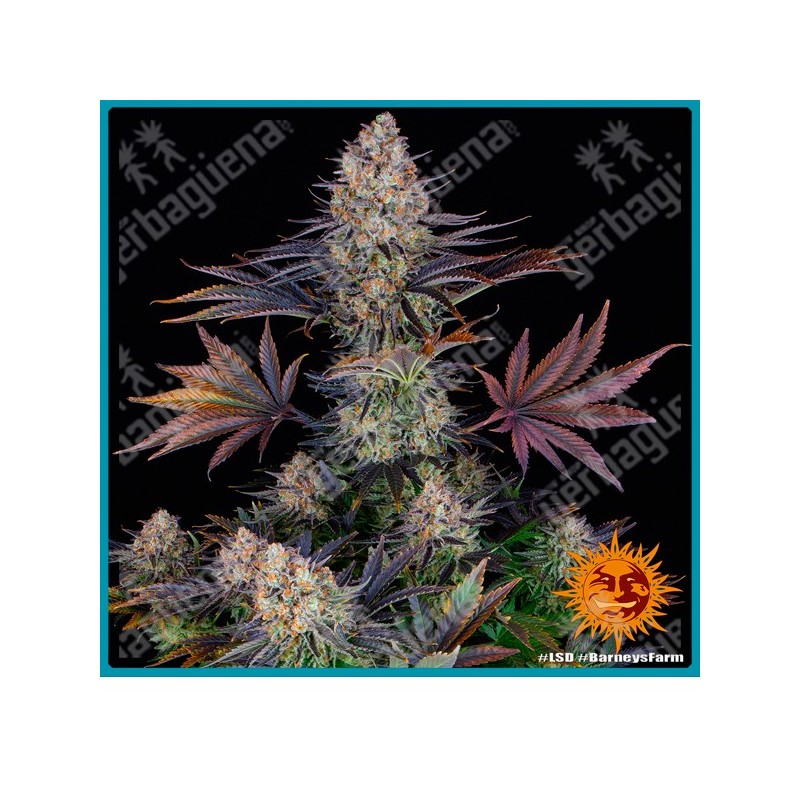 Lsd strain de Barney's farm seeds ( Original Skunk #1 x Afghan Indica )