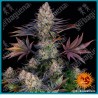 Lsd strain de Barney's farm seeds ( Original Skunk #1 x Afghan Indica )