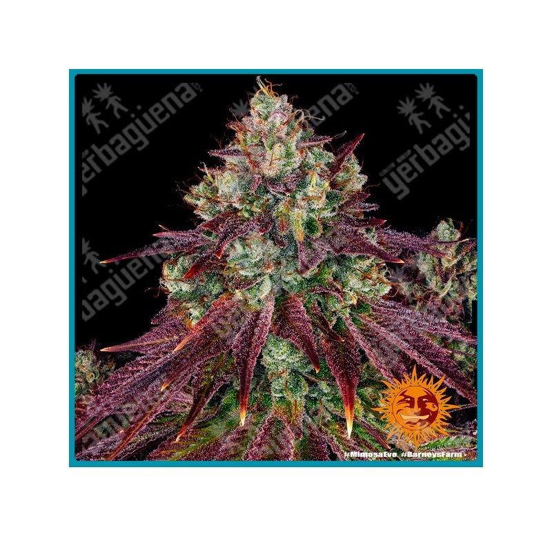 Mimosa evo strain ( Mimosa x Orange Punch ) de Barney's farm seeds