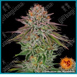 Critical kush strain ( Critical Mass x OG Kush ) de Barney's farm seeds