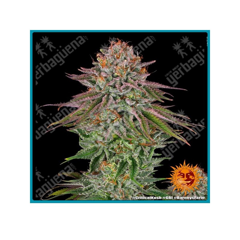Critical kush strain ( Critical Mass x OG Kush ) de Barney's farm seeds