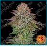 Critical kush strain ( Critical Mass x OG Kush ) de Barney's farm seeds