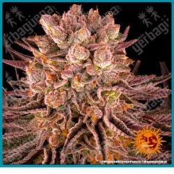 Mimosa x orange punch strain ( Mimosa Evo x Orange Punch ) de barney's farm