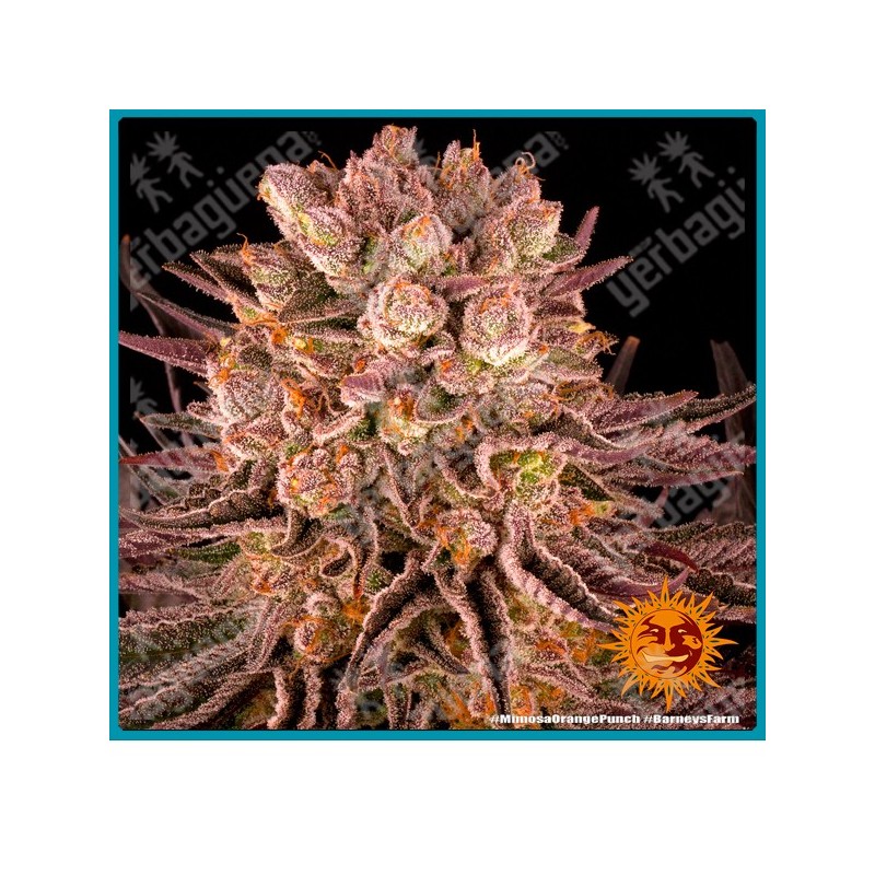 Mimosa x orange punch strain ( Mimosa Evo x Orange Punch ) de barney's farm