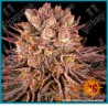 Mimosa x orange punch strain ( Mimosa Evo x Orange Punch ) de barney's farm