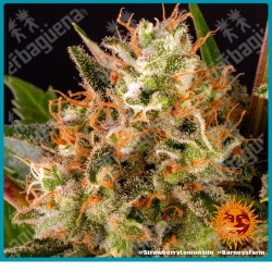 Strawberry lemonade strain ( Strawberry x lemon OG ) de Barney's farm seeds