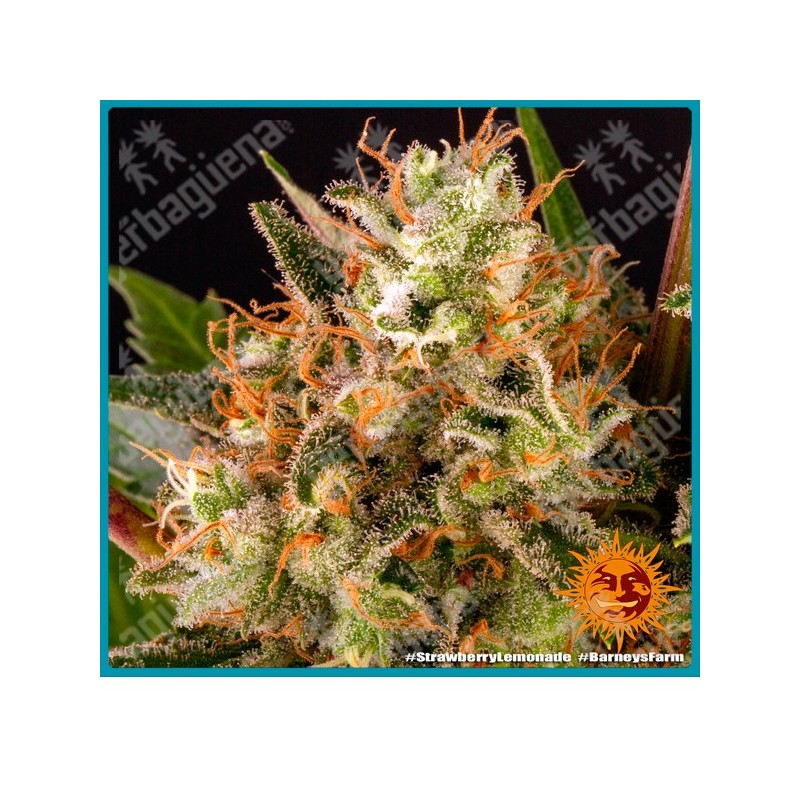 Strawberry lemonade strain ( Strawberry x lemon OG ) de Barney's farm seeds