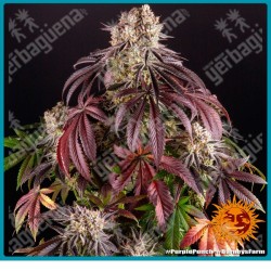 Purple punch ( Granddaddy purple x larry OG ) de Barney's farm seeds
