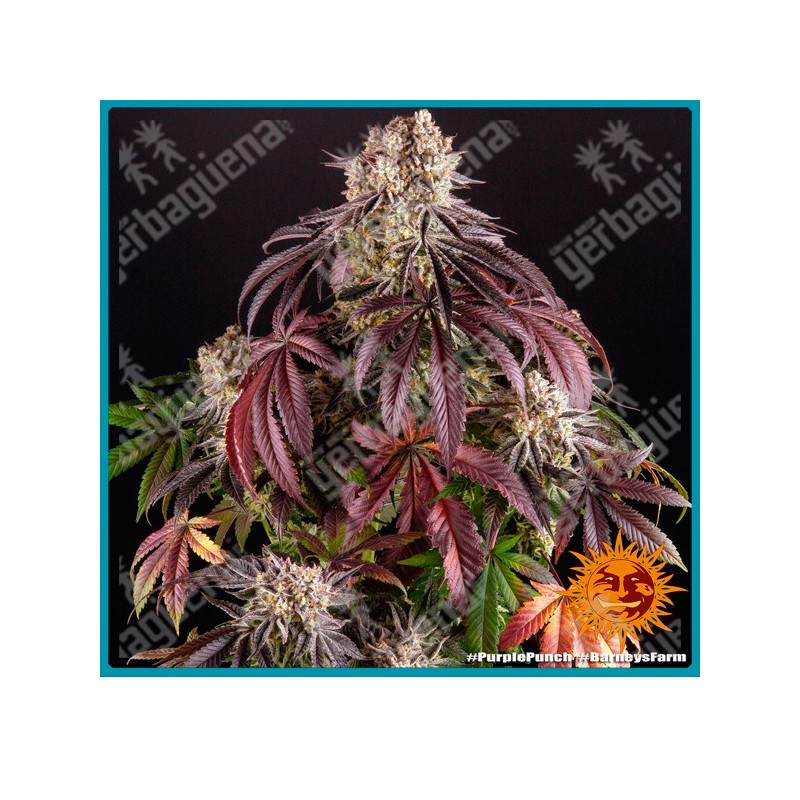 Purple punch ( Granddaddy purple x larry OG ) de Barney's farm seeds
