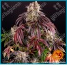 Purple punch ( Granddaddy purple x larry OG ) de Barney's farm seeds