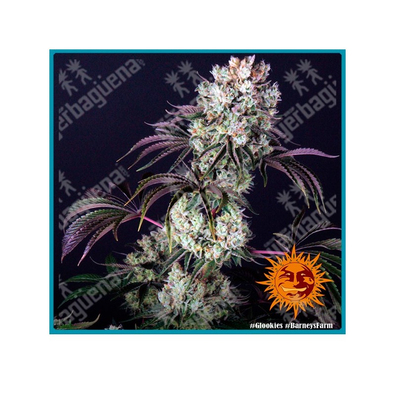 Glookies strain ( Gorilla glue x Thin mint girl scout cookies ) de barney's farm seeds