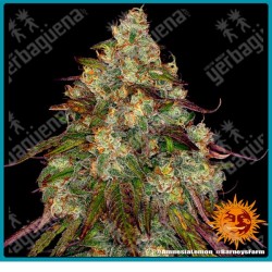 Amnesia lemon strain ( Amnesia haze x Lemon skunk ) de Barney's farm seeds
