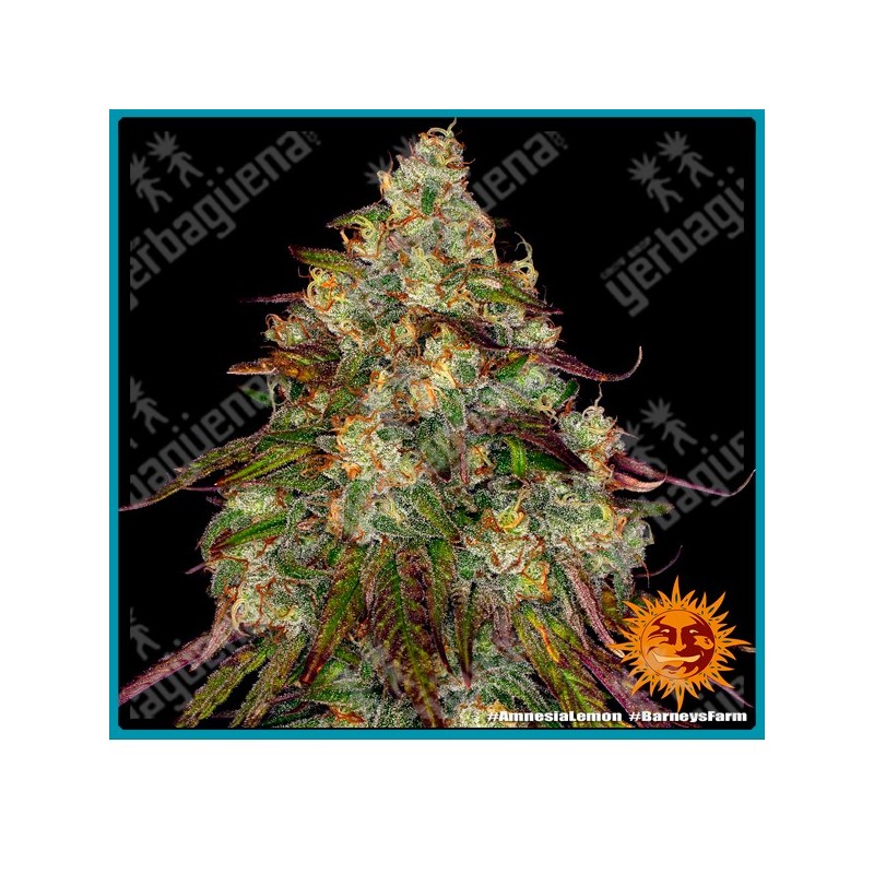Amnesia lemon strain ( Amnesia haze x Lemon skunk ) de Barney's farm seeds