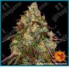 Amnesia lemon strain ( Amnesia haze x Lemon skunk ) de Barney's farm seeds