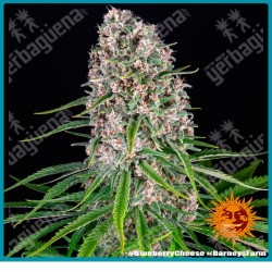 Blue cheese strain ( Original cheese x Blueberry ) de Barney's farm seeds