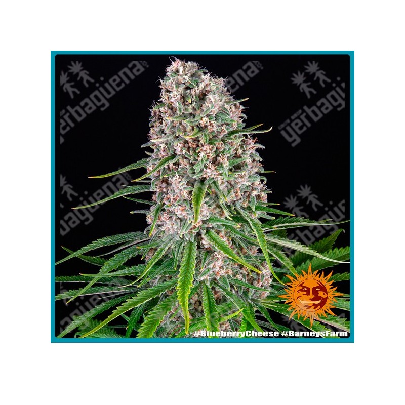 Blue cheese strain ( Original cheese x Blueberry ) de Barney's farm seeds
