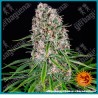 Blue cheese strain ( Original cheese x Blueberry ) de Barney's farm seeds