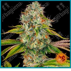Wedding cake strain ( Cherry pie x Girl scout cookies x Og kush ) de Barney's farm seeds