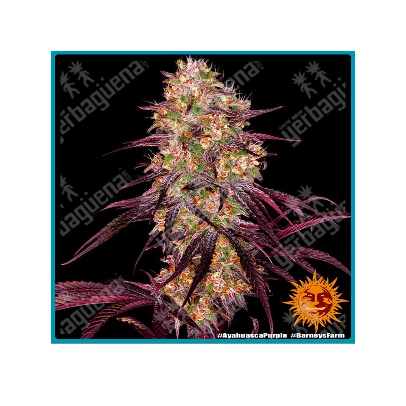 Ayahuasca purpule strain ( Red River Delta x Master Kush ) de Barney's farm seeeds