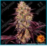 Ayahuasca purpule strain ( Red River Delta x Master Kush ) de Barney's farm seeeds