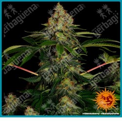 Shiskaberry strain ( Blueberry x Afghan ) de Barney's farm seeds