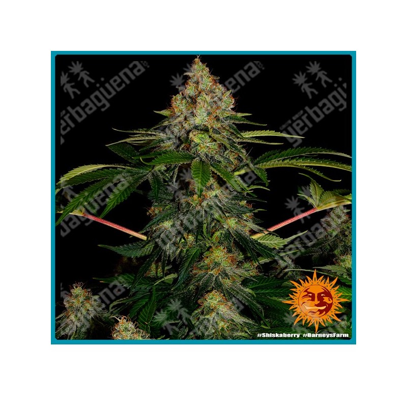 Shiskaberry strain ( Blueberry x Afghan ) de Barney's farm seeds