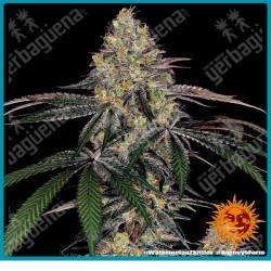 Watermelon zkittlez strain ( Watermelon x Original Z strain ) de Barney's farm seeds.