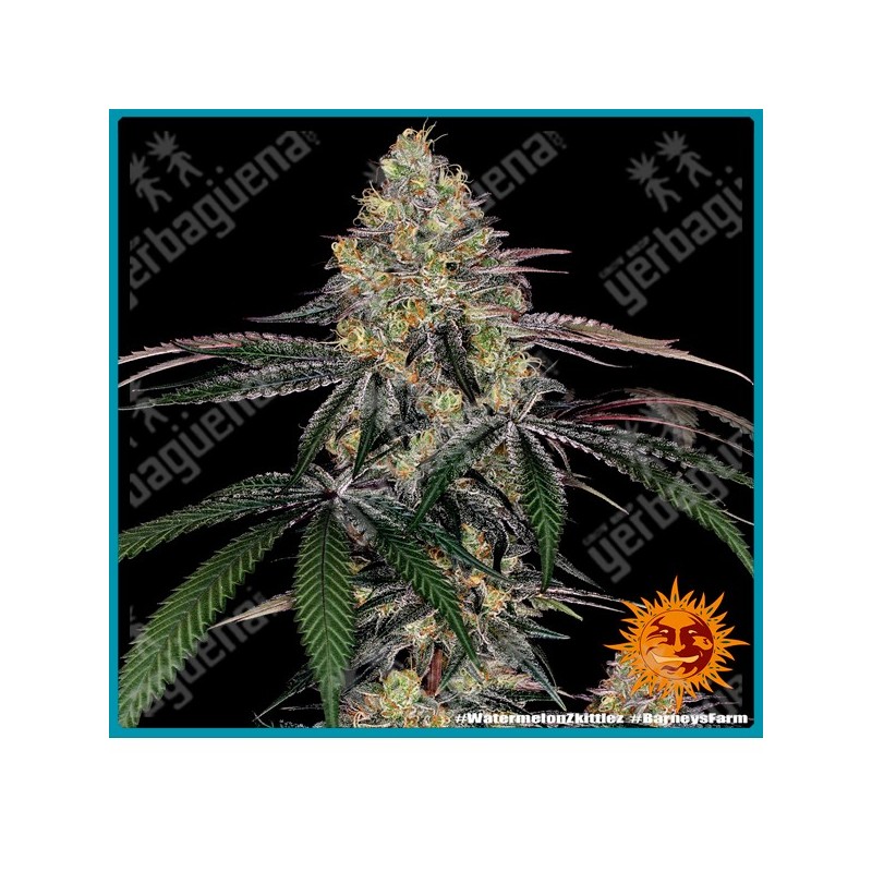 Watermelon zkittlez strain ( Watermelon x Original Z strain ) de Barney's farm seeds.