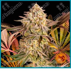 Blue sunset sherbet strain ( Sunset sherbet x Purple punch ) de Barney's farm seeds.