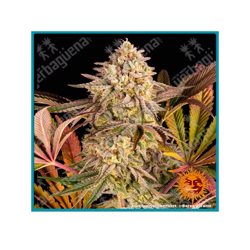 Blue sunset sherbet strain ( Sunset sherbet x Purple punch ) de Barney's farm seeds.