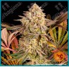 Blue sunset sherbet strain ( Sunset sherbet x Purple punch ) de Barney's farm seeds.