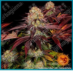 Runtz x layer cake strain ( Runtz x Layer cake ) de Barney's farm seeds.