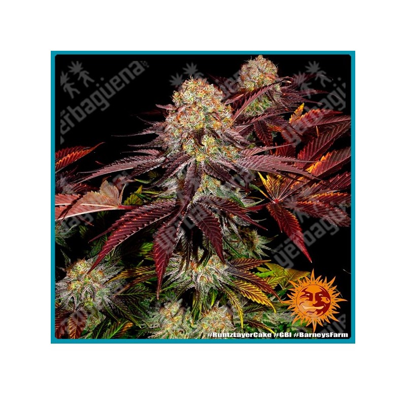 Runtz x layer cake strain ( Runtz x Layer cake ) de Barney's farm seeds.