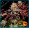 Runtz x layer cake strain ( Runtz x Layer cake ) de Barney's farm seeds.