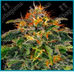 Moby dick strain ( G13 haze x White widow ) de Barney's farm seeds
